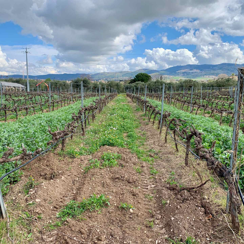 Visita In Cantina Con Degustazione Di Vini E Olio