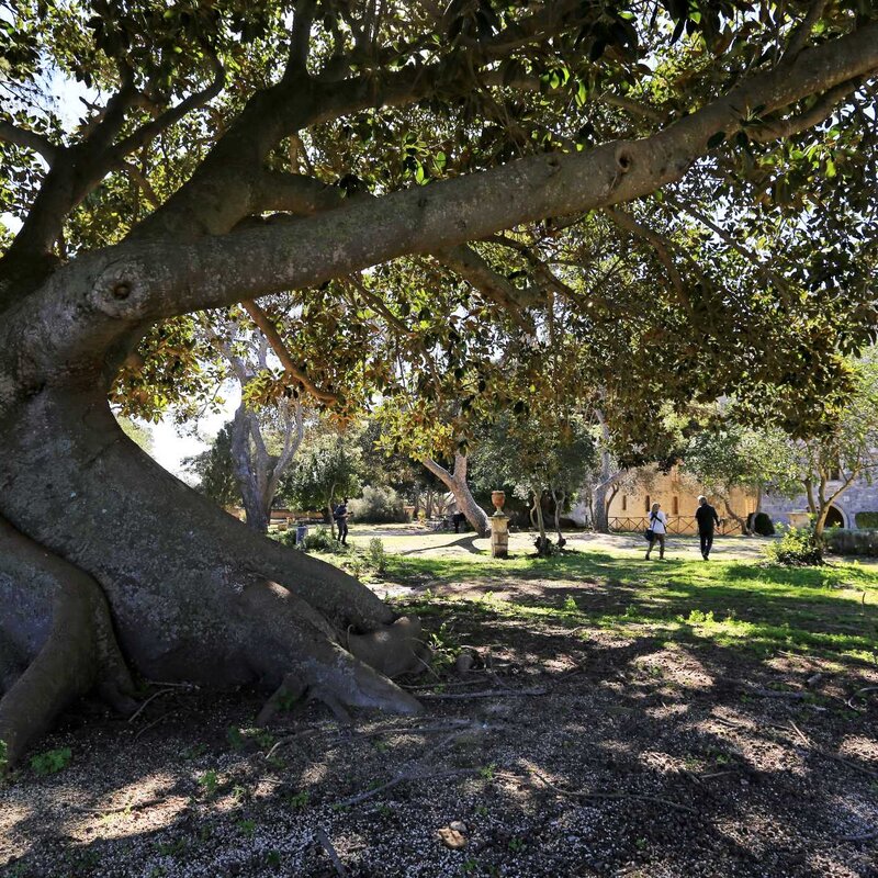 Ficus secolare 2_Silvio Rizzo.jpg